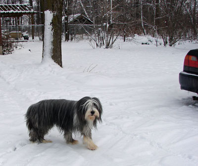 Baili outside having a walk in the snow.