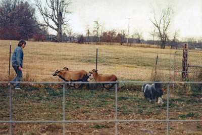 Baillie calmly moving sheep in the fanced area.