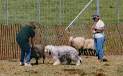 Baillie sniffing a sheep to get a sense of what it is.