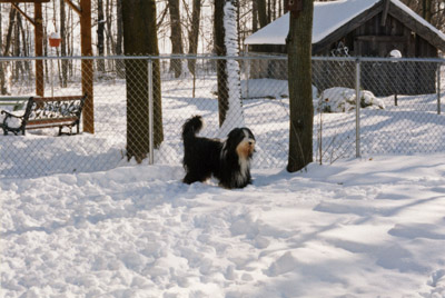 Boomer in the snow-covered back garded.