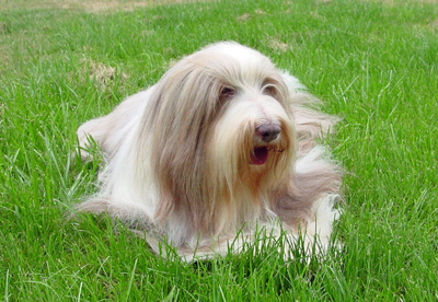 Meggie relaxing in the front garden.