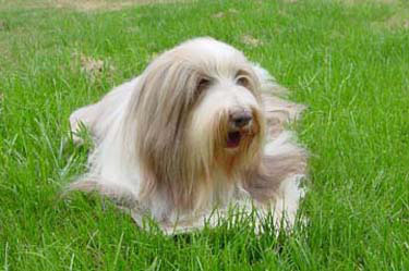 Meggie at 12.5 years on the grass in the front garden