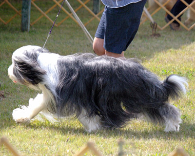 A well-groomed beardie moving in the show ring