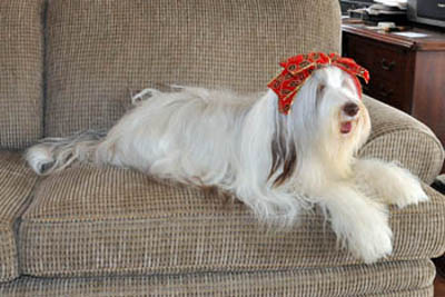 Tegan looking pretty with a head bow for Christmas 2010