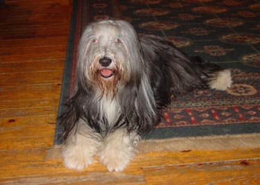 Betsy happy in the family room looking at mommy taking the photo.