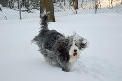 Casey playing in the snow.