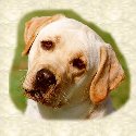 sophiewelcome.jpg - 5581 Bytes
