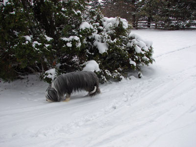 Bailie walking on the snow-covered sidewalk near the cedars/