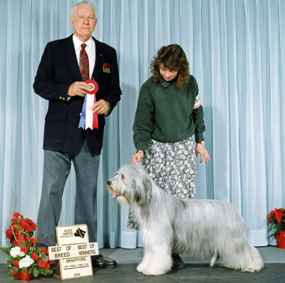 Betsy at a very pale grey stage in a show photo after winning Best of Breed. She is with her handler and the judge.