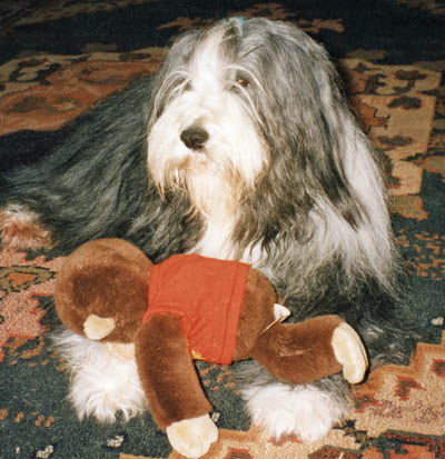 Boomer, a black bearded collie, with his favourite toy - Curious George