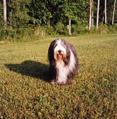 Boomer standing near the edge of the woods in his park.