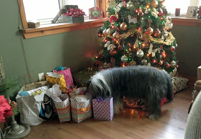 Jyla, a black beardie has her head in a Christmas gift bag.