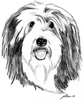 The art work for the logo of Windheath Bearded Collies is based on Megan's photo.