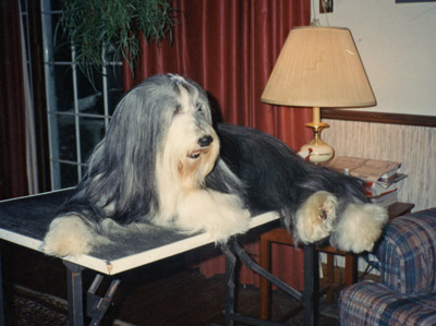 bearded collie lying on a grooming table.`
