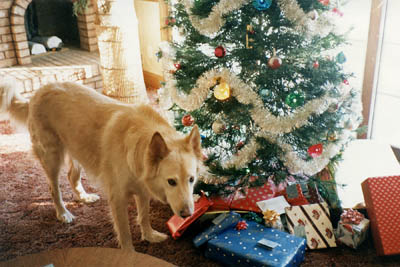 Pupper always loved Christmas. He is before the tree checking out the gifts under the tree.