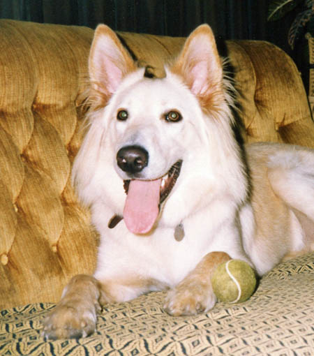 Pupper, a german shepherd-retriever cross, was golden in colur, with the head of a shepherd. He is shown on the sofa with a tennis ball - he loved his tennis balls, 
