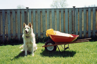 Pupper loved to help when we were outside gardening. Here he is in the back garden with a wheel barrow next to him.