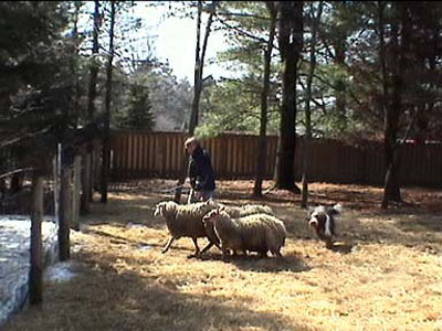 Robbie at pratice herding session