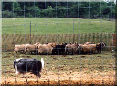 Robin, an exerienced beardie in herding  going out to gather a flock of sheep.