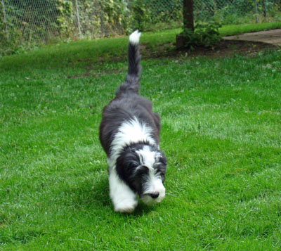 8 week old Skye exploring the back garden