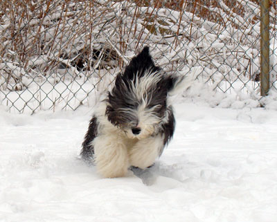9 month old Skyue running in the snow in the back garden