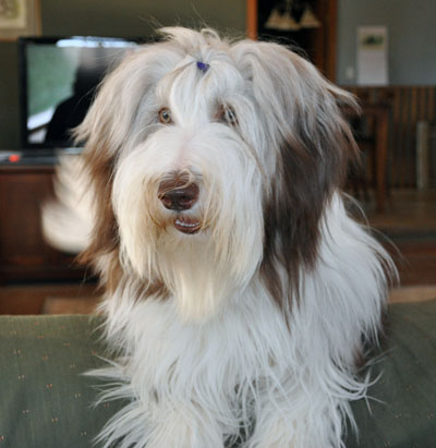 Tegan, a brown bearded collie with white markings, at 10 months old hanging over the back of the sofa watching her mommy at the computer.