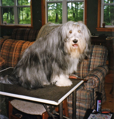 Betsy on the grooming table looking around and out the windows at the trees.