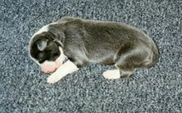 Heather (a blue) at two weeks of age