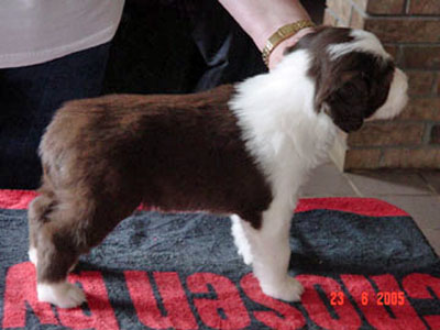 Briana at one month old, standing stacked on the grooming table