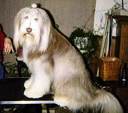 Dusty at 22 months old. Notice the transition from light to darker colouring.