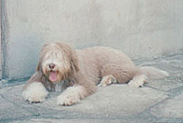 Dusty at seven months old