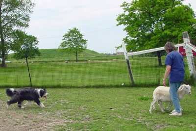 Kyla, a young black beardie, moving sheep at her herding instinct test.