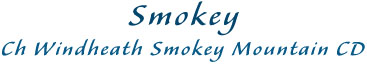 Smokey, Ch Windheath Smokey Mountain CD