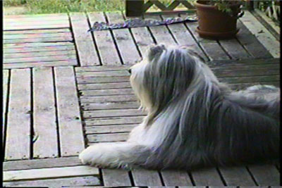 Juily 1994 - Smokey lying on the deck outside the kitchen door, facing out to the back garden.