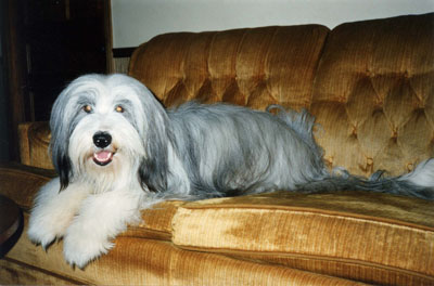 Smokey on couch